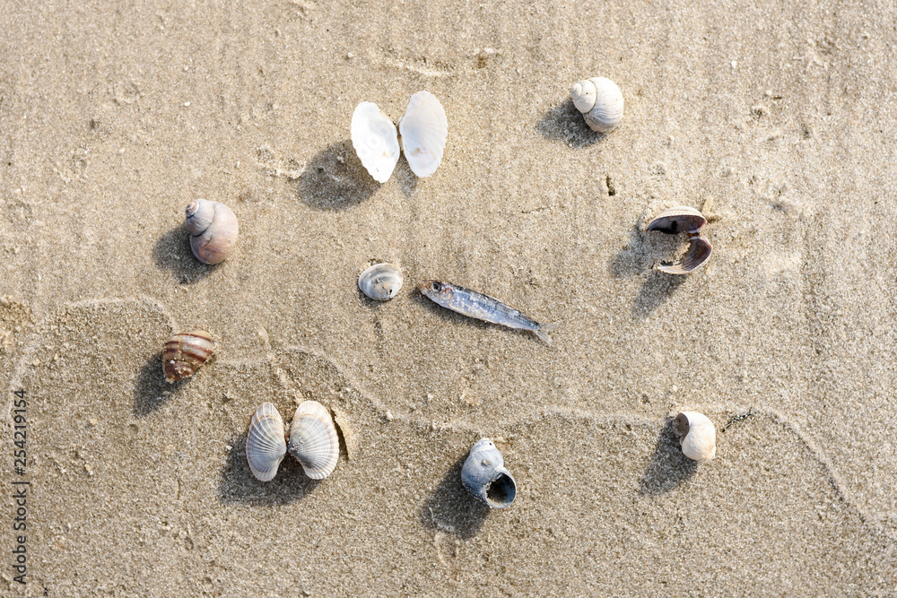 fish on the sand, surrounded by shells. Marine concept fish on the sand, surrounded by shells. Marine concept