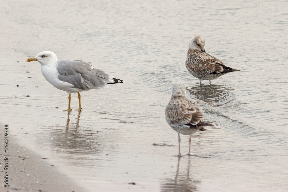 seagulls walk along the seashore