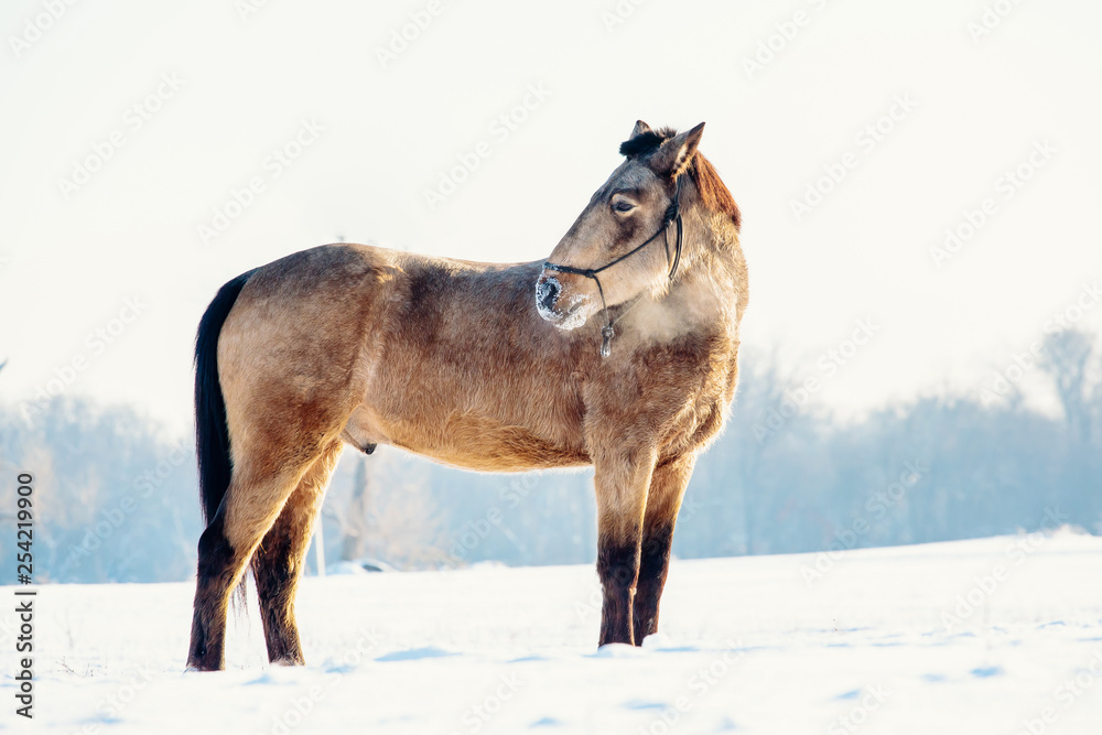 Naklejka premium A single horse in a field covered by snow.