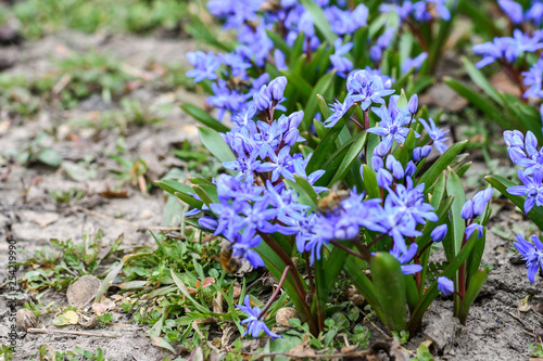 blue early spring flowers scilla bifolia.  