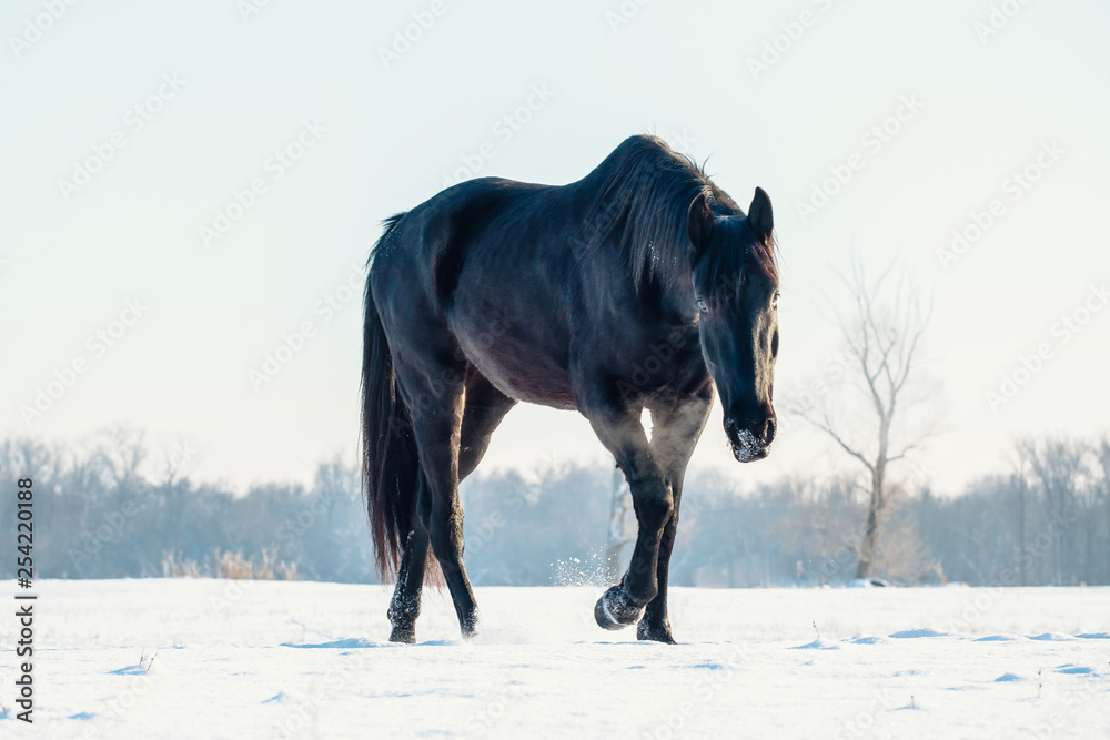 A single horse in a field covered by snow. A single horse in a field covered by snow.