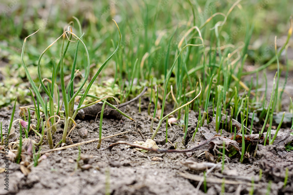 Green Seedling or Bud of Shallot growing from Soil with Fresh Water Drop as New life, Organic Agriculture in Nature Concept. Sprout of Onion with Shallow Depth of Field Green Seedling or Bud of Shallot growing from Soil with Fresh Water Drop as New life, Organic Agriculture in Nature Concept. Sprout of Onion with Shallow Depth of Field
