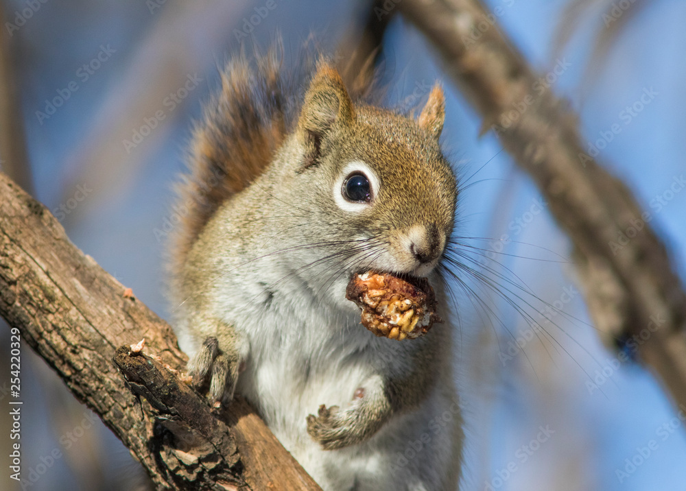 American red squirrel in winter American red squirrel in winter