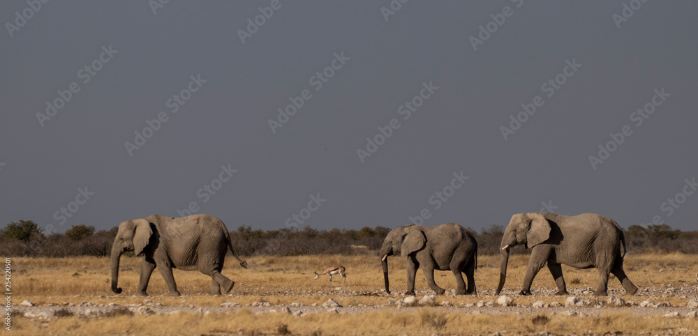 Fototapeta premium Elephant