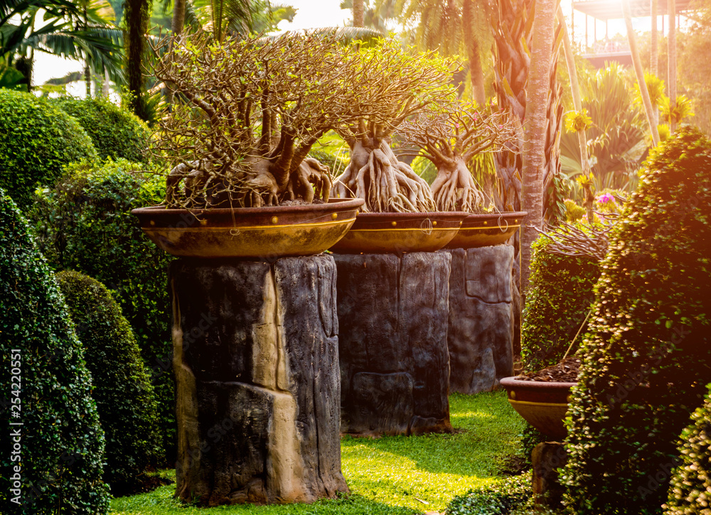 Fototapeta Luxury landscape design of the tropical garden. Beautiful view of tropical landscape