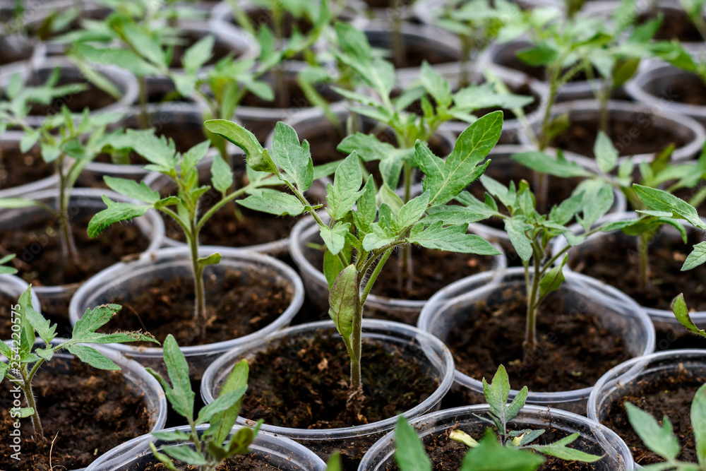 seedling of tomato in seedling tray ready to transplant in the field seedling of tomato in seedling tray ready to transplant in the field