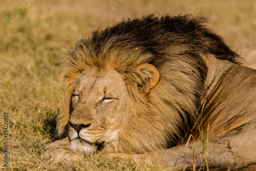 A full length horizontal colour image of a beautiful unscarred male lion  enjoying a morning nap on safari at a private wildlife reserve South Africa.