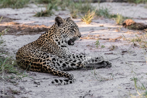 A horizontal cropped image of a female leopard showing teeth as she takes a breather on a sandy, dry river bed in the late aftternoon on safari in South Africa. photo