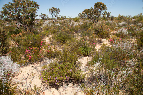 australien outback in spring