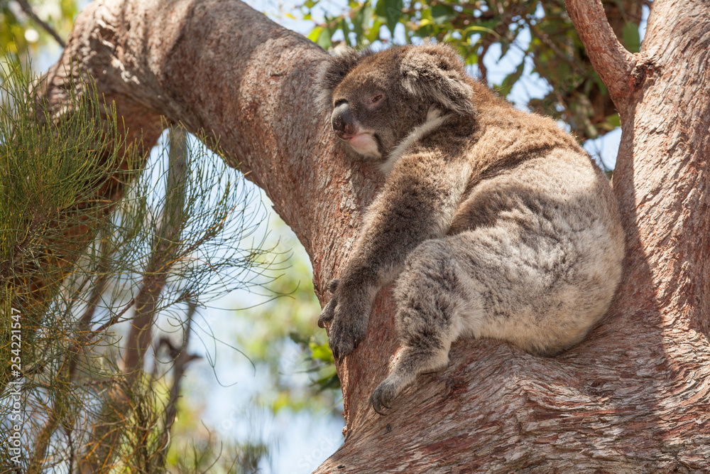 Fototapeta premium Koala bear resting in eucalyptus tree