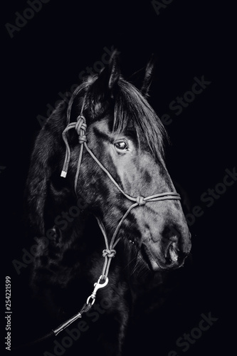 Portrait of a beautiful black stallion on a black background