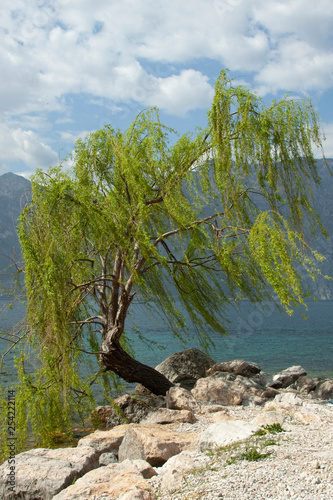 tree, stones, lake, mountains