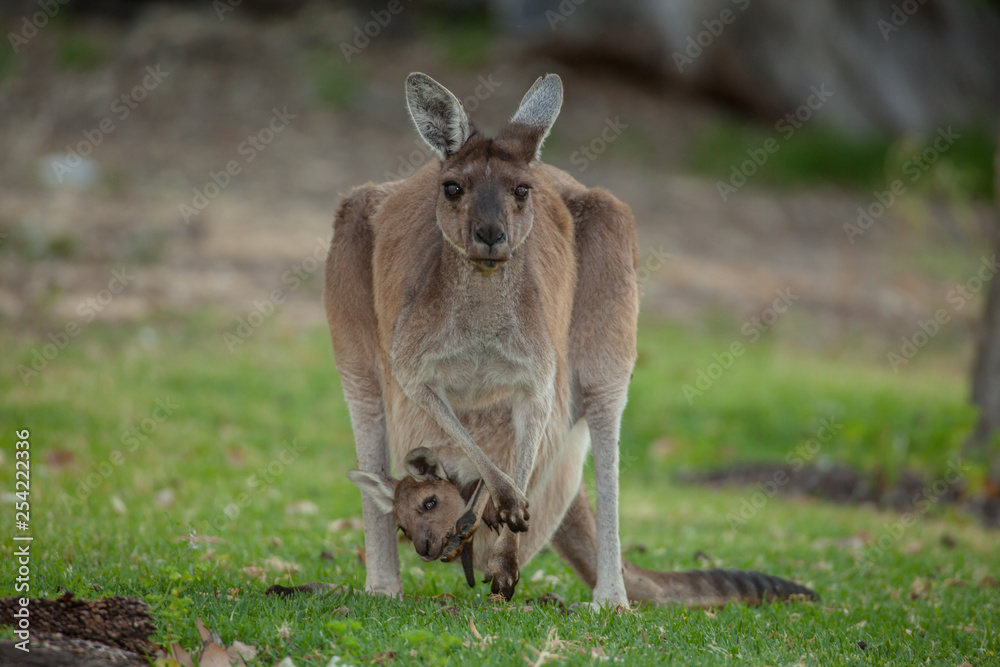 mother kangaroo with baby looking out of the pouch