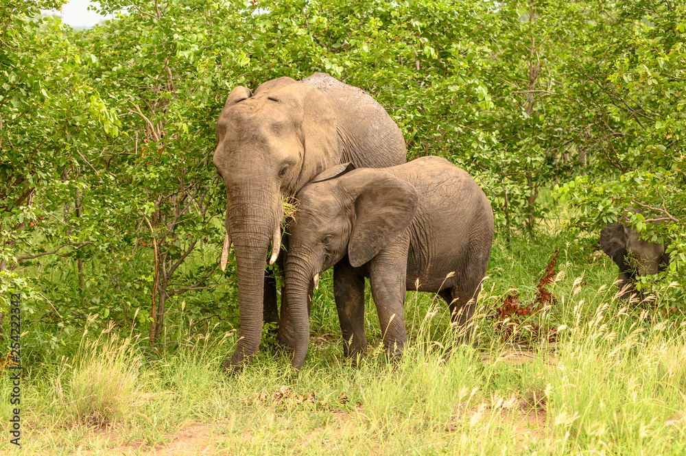 Wild african elephant close up, Botswana, Africa Wild african elephant close up, Botswana, Africa