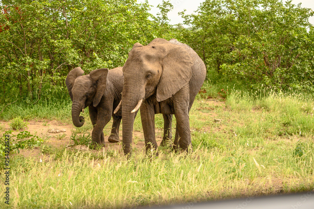 Wild african elephant close up, Botswana, Africa