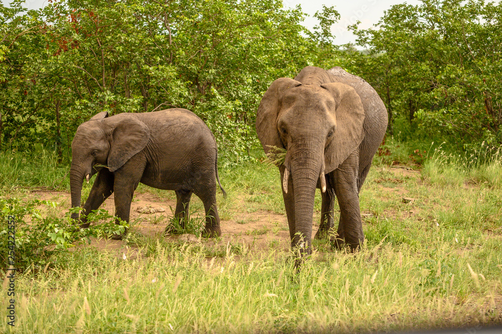 Wild african elephant close up, Botswana, Africa Wild african elephant close up, Botswana, Africa