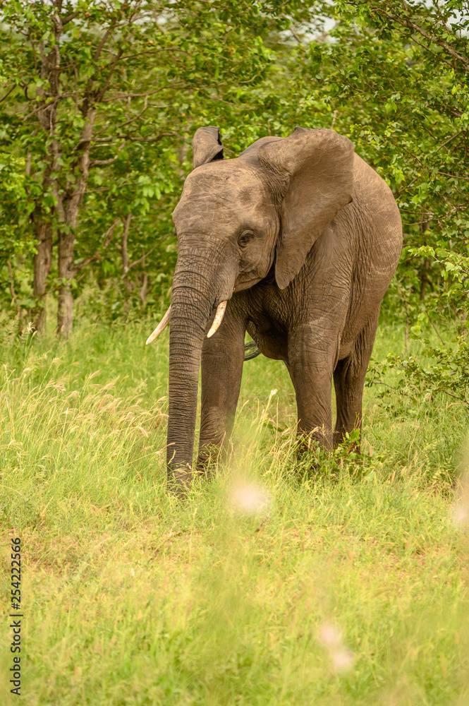 Fototapeta premium Wild african elephant close up, Botswana, Africa