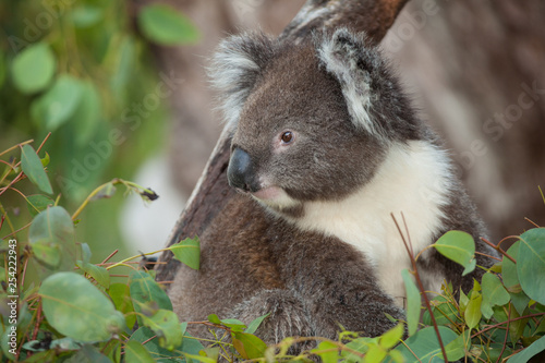 portrait of koala bear in eucalyptus tree © dblumenberg