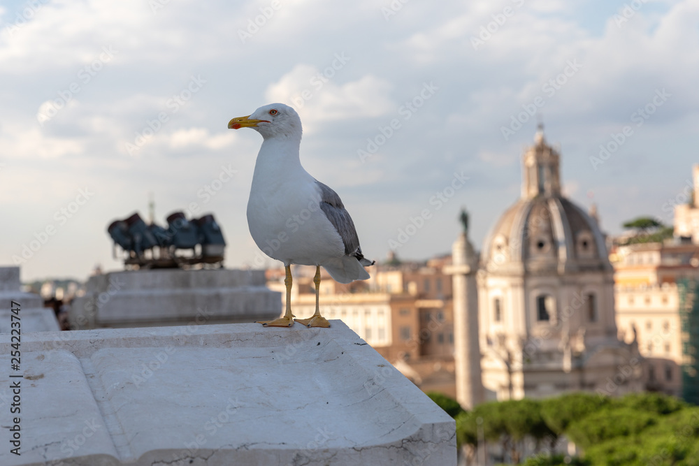 Mediterranean gull seating on roof of Vittoriano Mediterranean gull seating on roof of Vittoriano