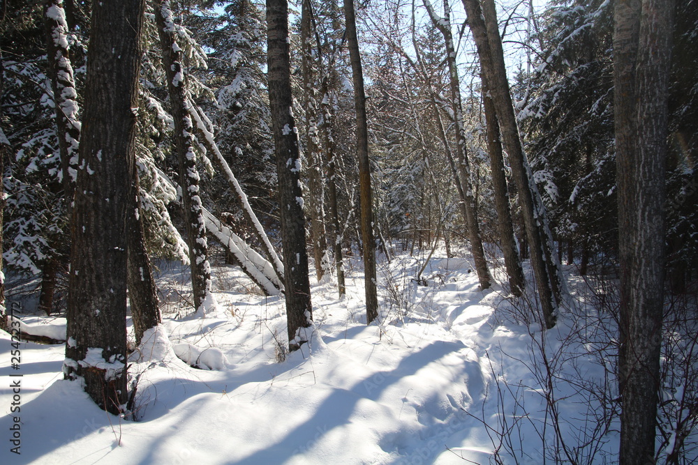 Winters Trail, Whitemud Park, Edmonton, Alberta Winters Trail, Whitemud Park, Edmonton, Alberta