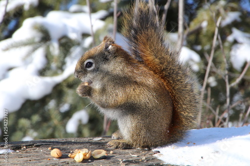 Squirrel Feeding  Whitemud Park  Edmonton  Alberta