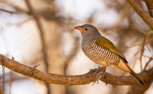 Green winged Pytilia 