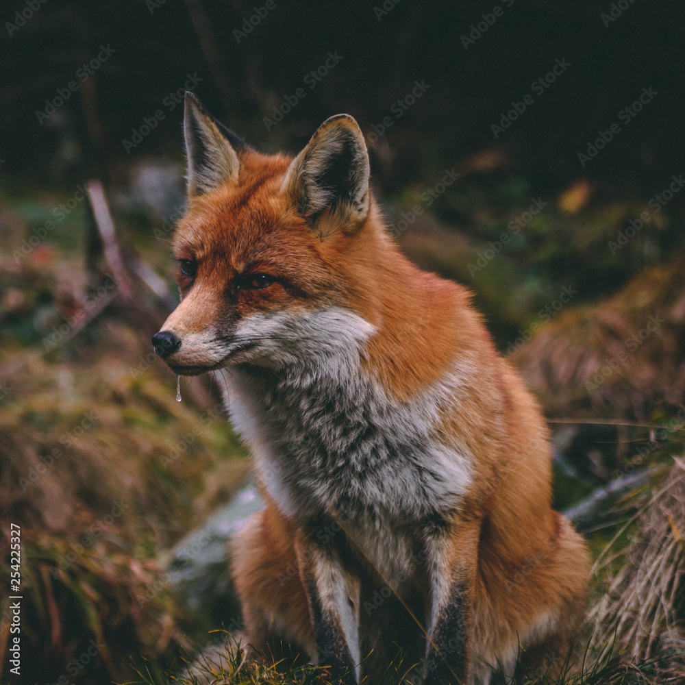 Obraz premium red fox vulpes vulpes