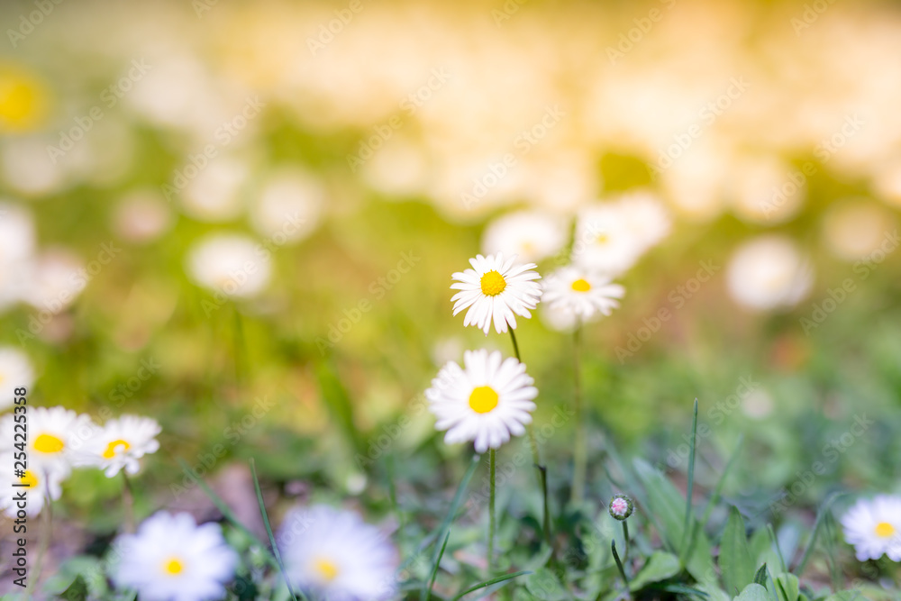 Wonderful summer closeup, daisy flower field with sun rays and delicate colors on blurred background. Calmness and inspiration nature background