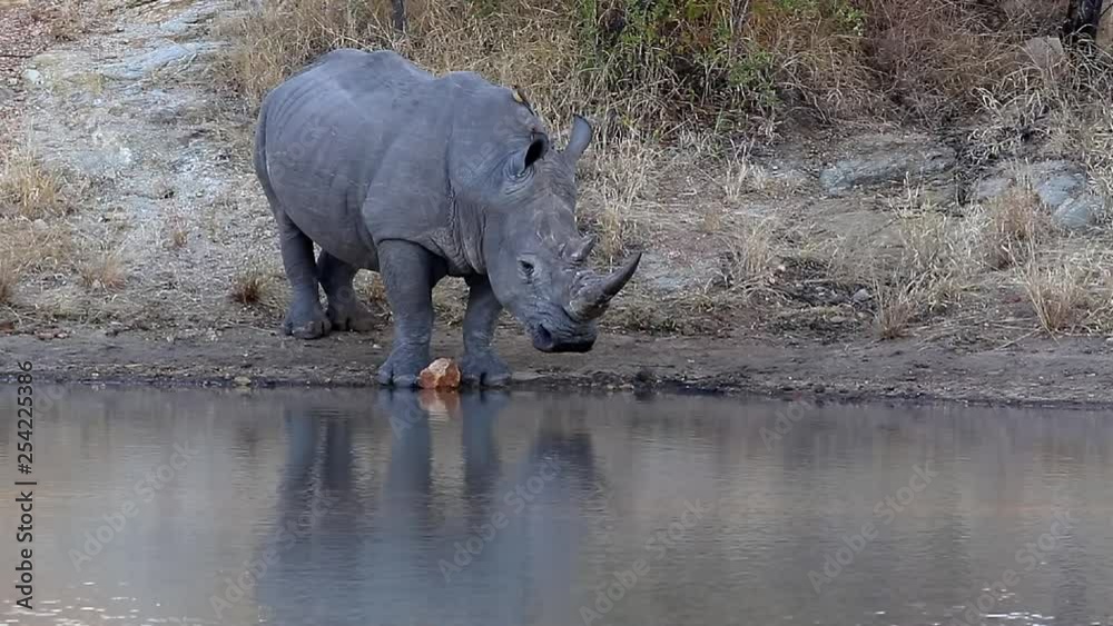 Lone wild white rhino at a waterhole, looking sad and alone. Looks around and then lowers head to drink. Lone wild white rhino at a waterhole, looking sad and alone. Looks around and then lowers head to drink.