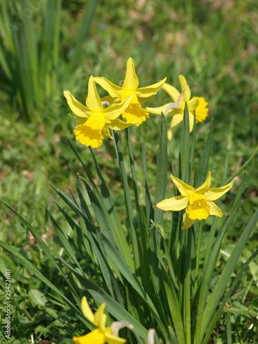 Fototapeta Naklejka Na Ścianę i Meble -  Narcissus pseudonarcissus - Narcisses ou Jonquilles jaunes appelés Narcisses trompette aux tépales en étoile jaune clair autour d'une longue couronne