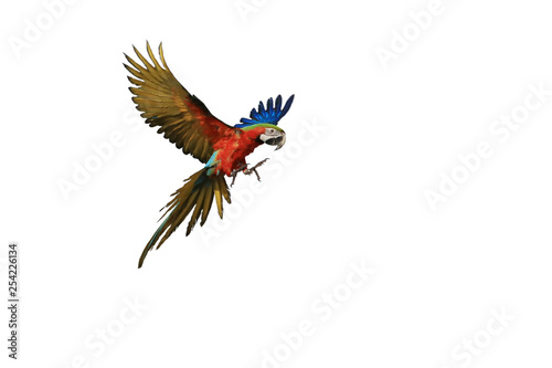 beautiful landing of the macaw parrot.