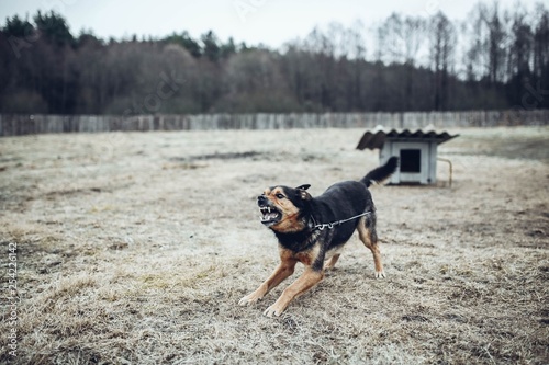 aggressive angry guard dog barks and growls.