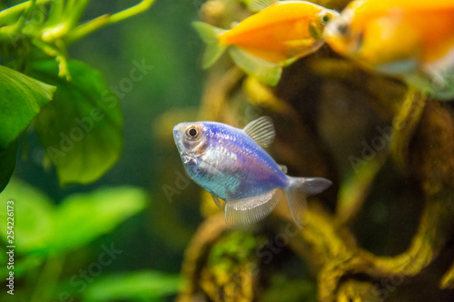 Glofish tetras, close-up, in an aquarium with aquatic plants.