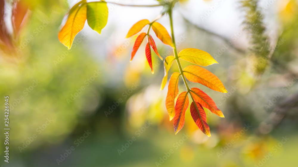 Obraz premium Beautiful leaves of the walnut tree on a sunny blurred background
