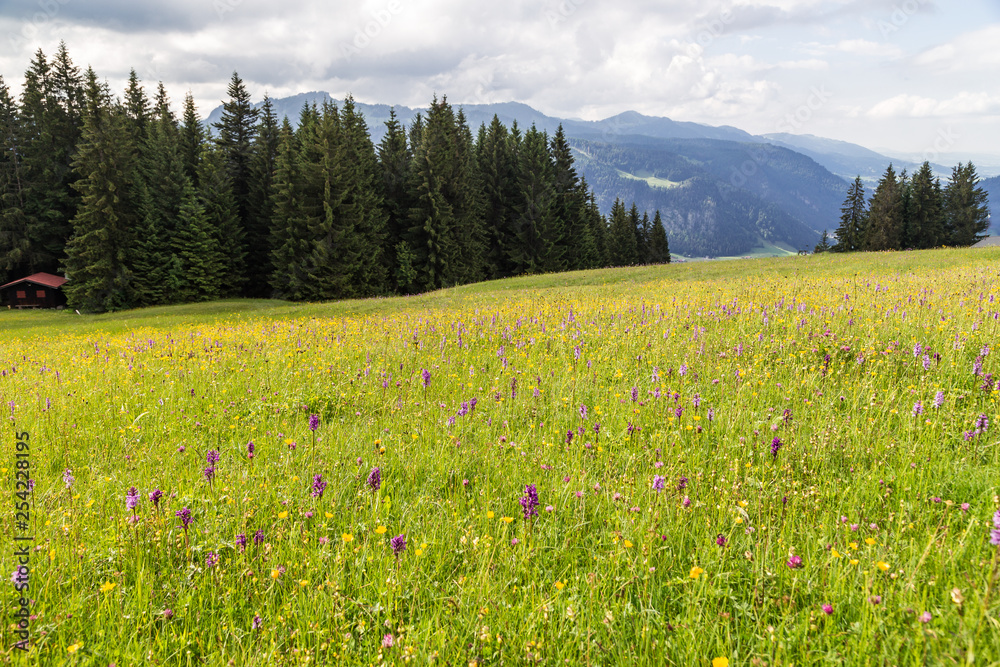 Diversity of mountain meadow in Alps near Oberstdorf, Allgau, Bavaria.