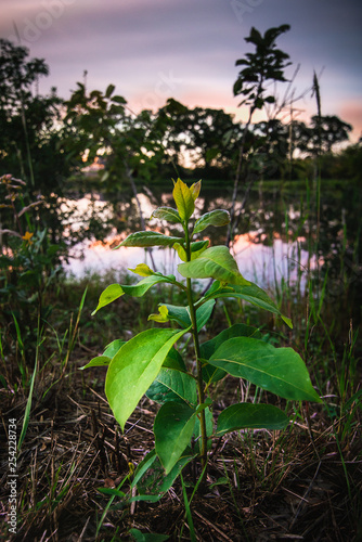 In the Weeds