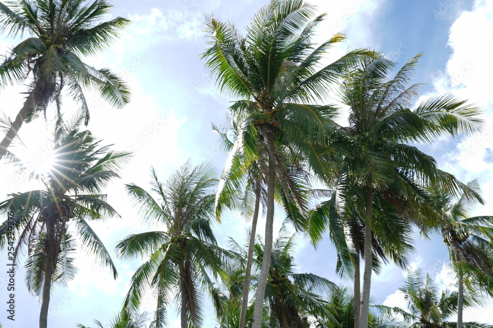 Background of Coconut trees along Siquijor Island, Philippines