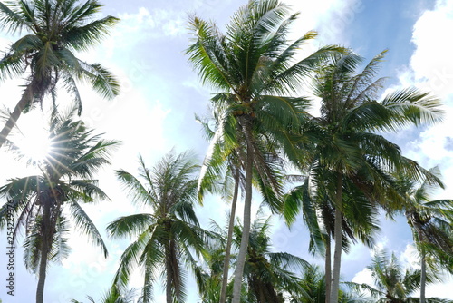 Background of Coconut trees along Siquijor Island  Philippines