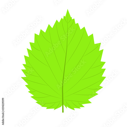 Leaves. Vector illustration  isolated on a white.