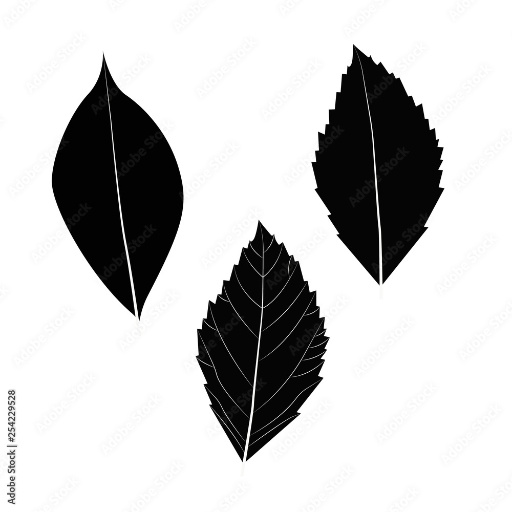 Obraz premium Leaves. Vector illustration, isolated on a white.
