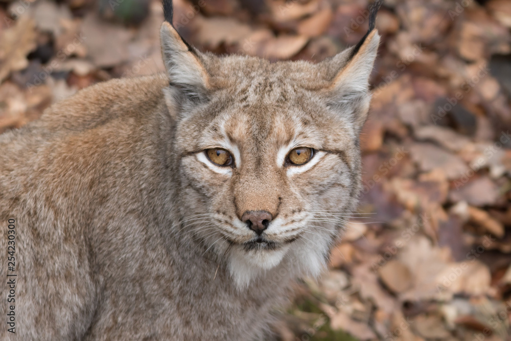 Fototapeta premium ryś