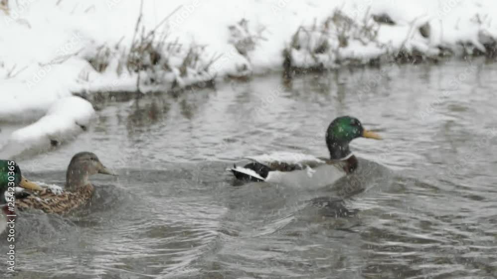 Ducks Swimming Forward and Shaking Heads During Snow Storm SLOW MOTION Ducks Swimming Forward and Shaking Heads During Snow Storm SLOW MOTION
