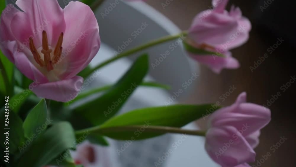 Camera movement on a bouquet of pink tulips in a vase on the table Camera movement on a bouquet of pink tulips in a vase on the table