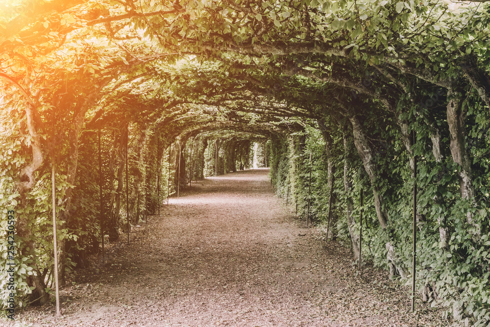 A walk in the green park, around the branch of leaves and green trees