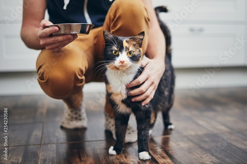 Obraz na płótnie Domestic life with cat