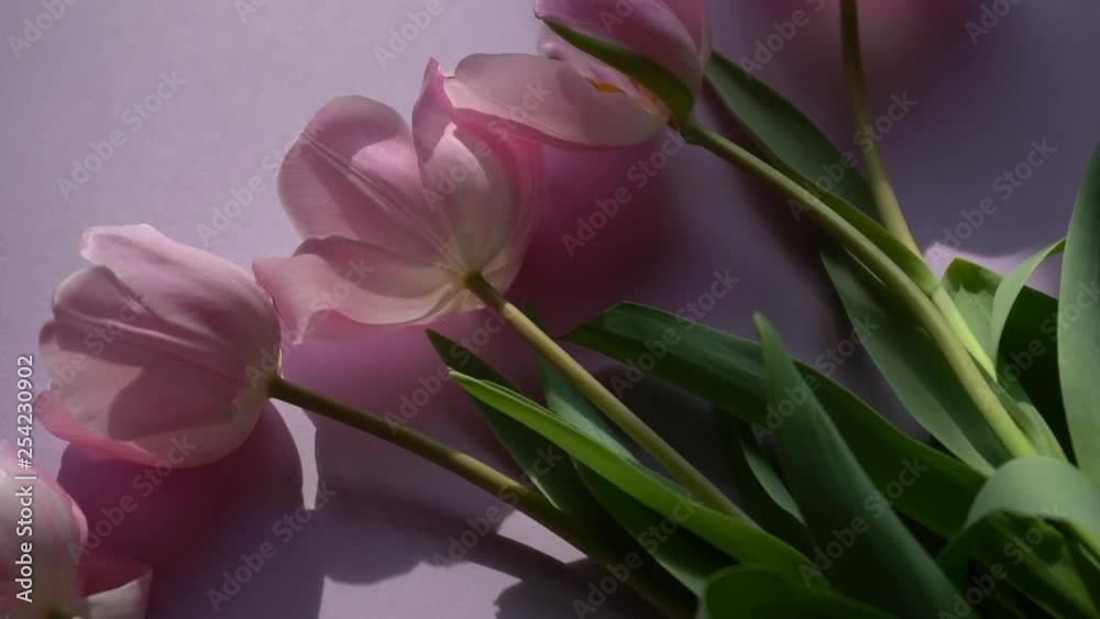 Bouquet of pink tulips on purple background