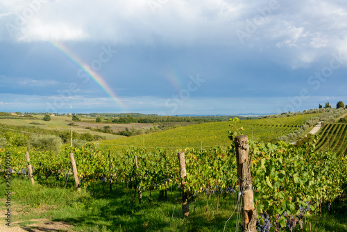 Weinberge in der Toskanalandschaft  des Chianti Classico zwischen Florenz und Siena. photo