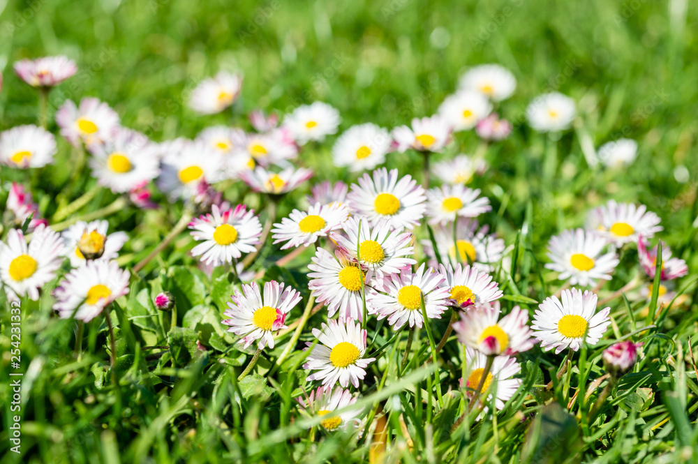 spring bright landscape with beautiful wild flowers camomiles in green grass spring bright landscape with beautiful wild flowers camomiles in green grass