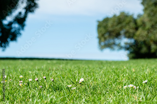 spring bright landscape with beautiful wild flowers camomiles in green grass with a blue sky background