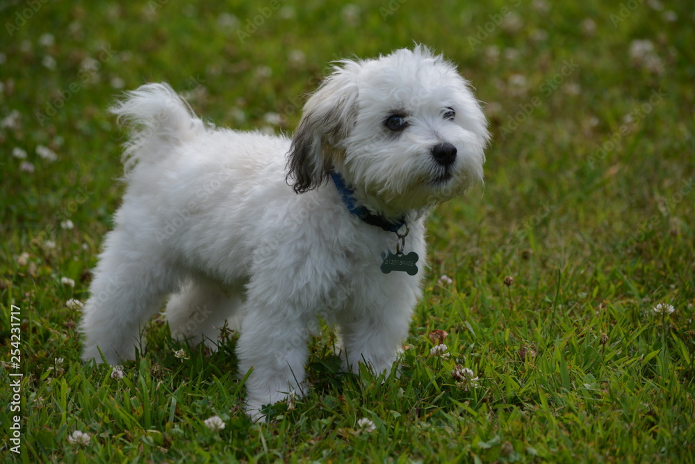 dog on green grass